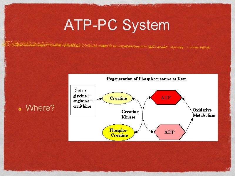 ATP-PC System Where? 