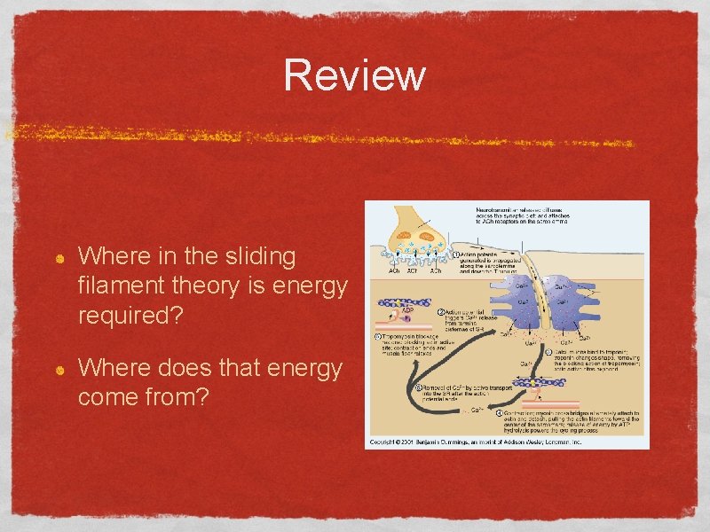Review Where in the sliding filament theory is energy required? Where does that energy