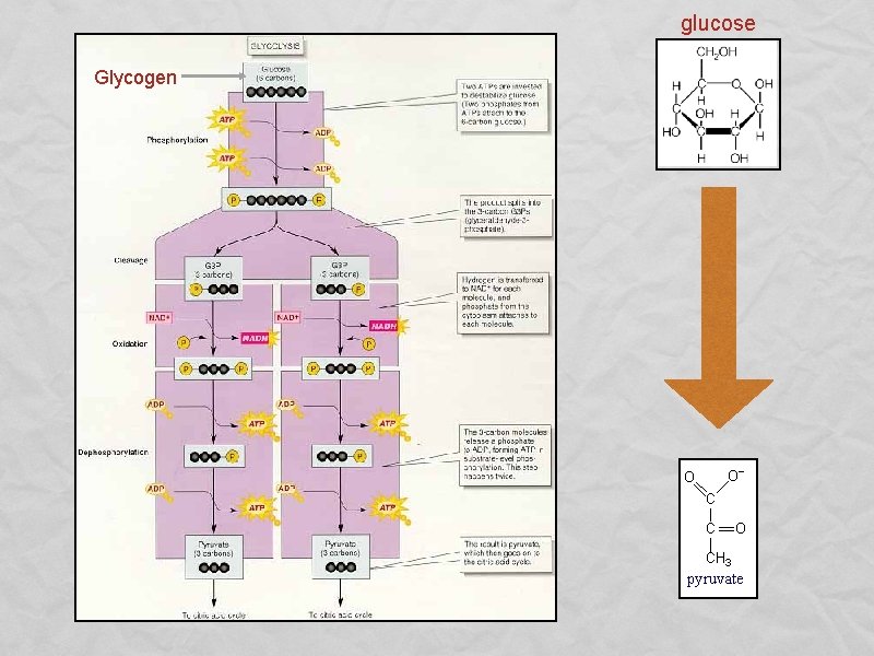 glucose Glycogen 