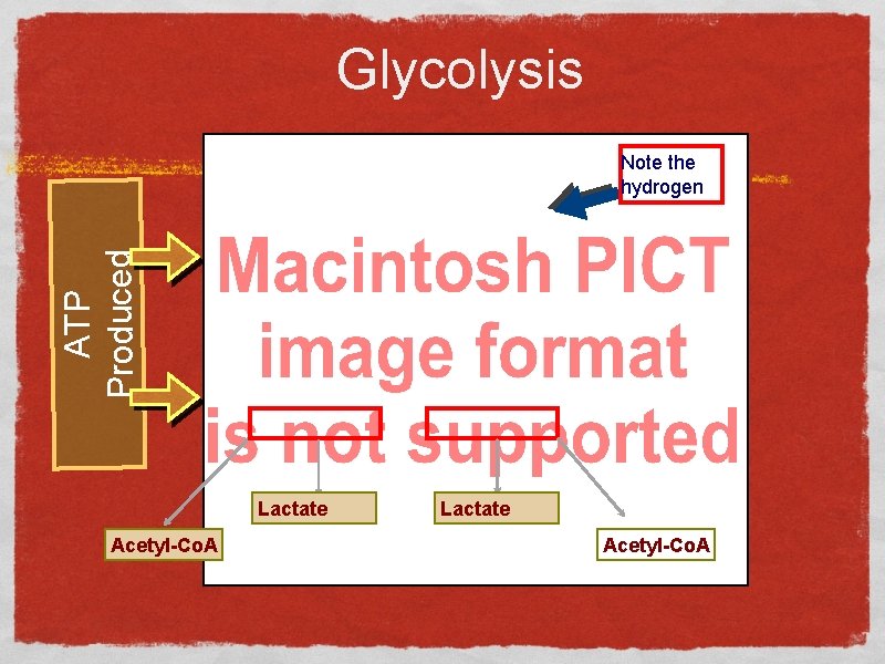 Glycolysis ATP Produced Note the hydrogen Lactate Acetyl-Co. A 