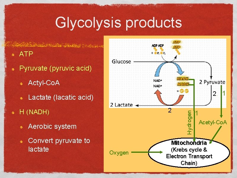 Glycolysis products ATP Pyruvate (pyruvic acid) Actyl-Co. A 2. 1. 2. H (NADH) Aerobic