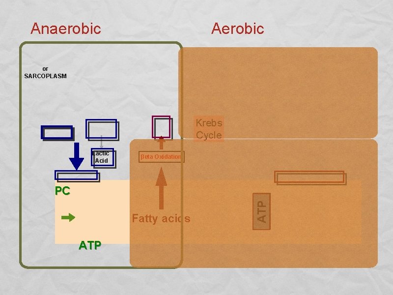 Anaerobic Aerobic or SARCOPLASM Krebs Cycle Lactic Acid βeta Oxidation Fatty acids ATP PC