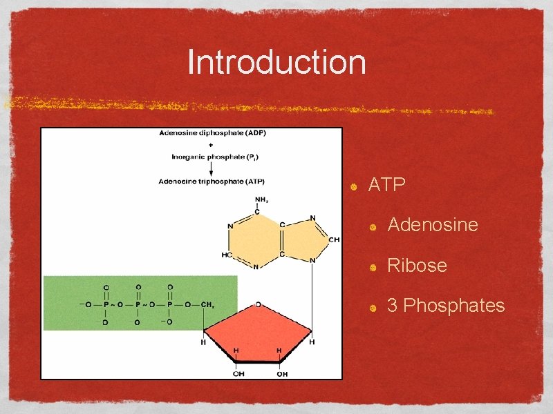 Introduction ATP Adenosine Ribose 3 Phosphates 