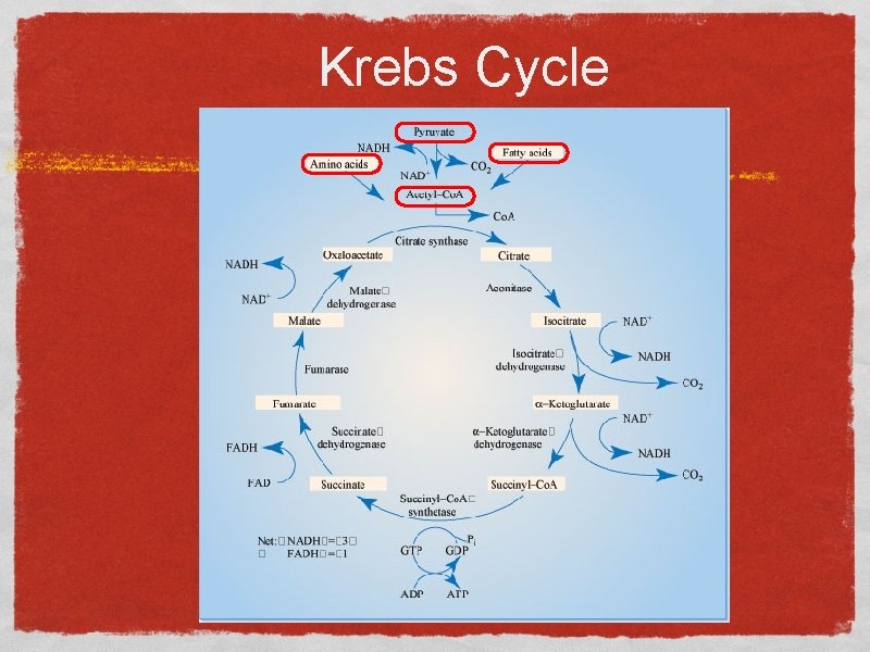 Krebs Cycle 