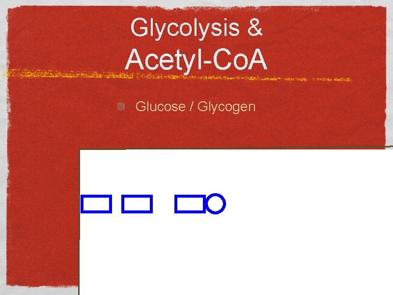 Glycolysis & Acetyl-Co. A Glucose / Glycogen 