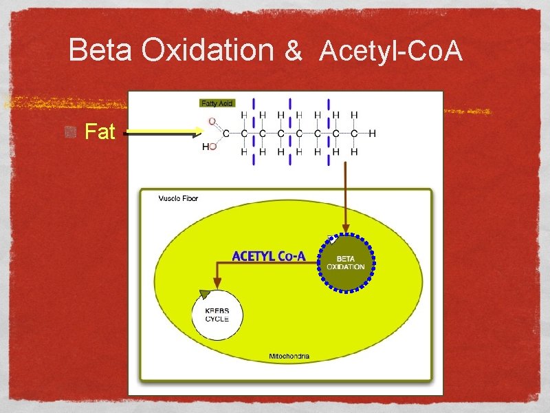 Beta Oxidation & Acetyl-Co. A Fat 