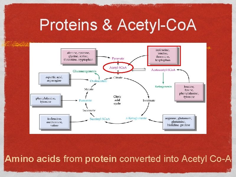 Proteins & Acetyl-Co. A Amino acids from protein converted into Acetyl Co-A 