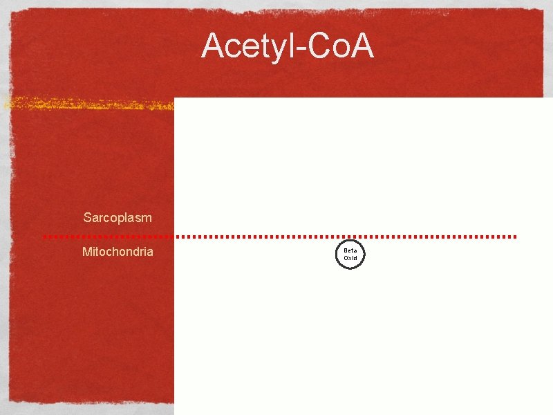 Acetyl-Co. A Sarcoplasm Mitochondria Beta Oxid 