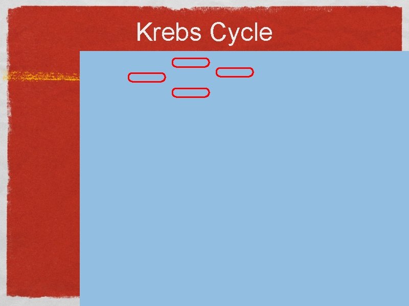 Krebs Cycle 