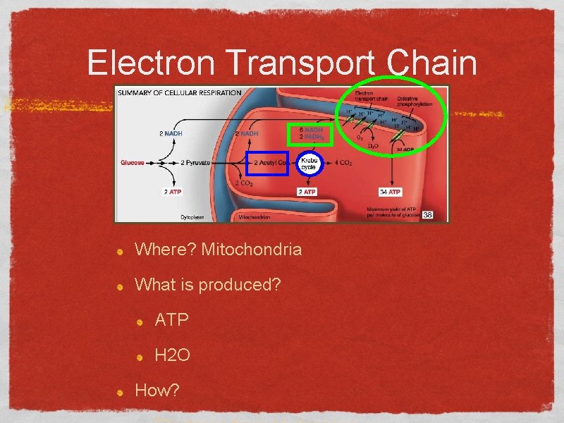 Electron Transport Chain Where? Mitochondria What is produced? ATP H 2 O How? 