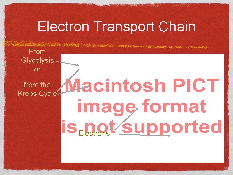 Electron Transport Chain From Glycolysis or from the Krebs Cycle Electrons 