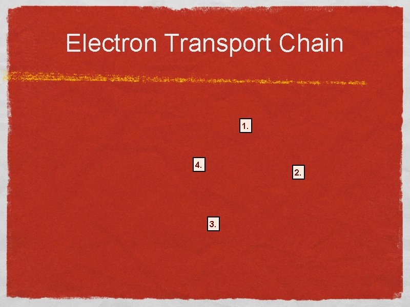 Electron Transport Chain 1. 4. 2. 3. 