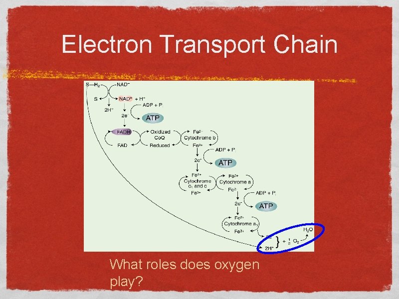 Electron Transport Chain What roles does oxygen play? 