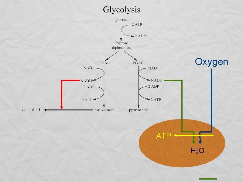 Oxygen Lactic Acid ATP H 2 O 