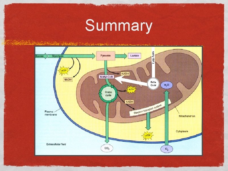 Fatty Acids Summary Beta Oxid 