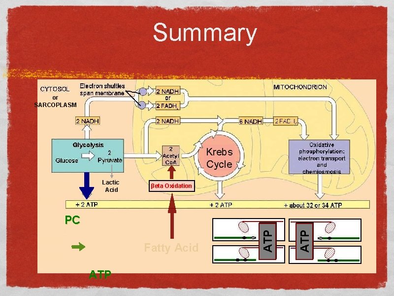 Summary or SARCOPLASM Krebs Cycle Lactic Acid βeta Oxidation ATP Fatty Acid ATP PC