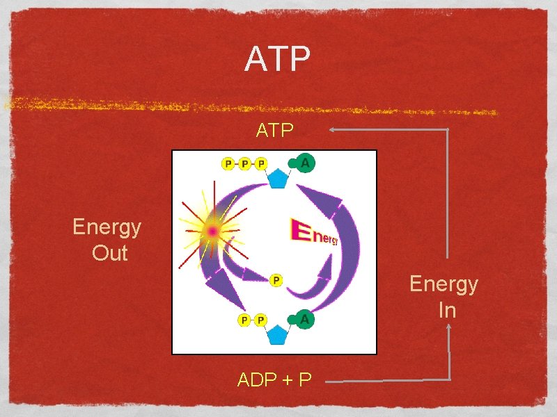 ATP Energy Out Energy In ADP + P 