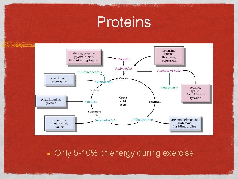 Proteins Only 5 -10% of energy during exercise 