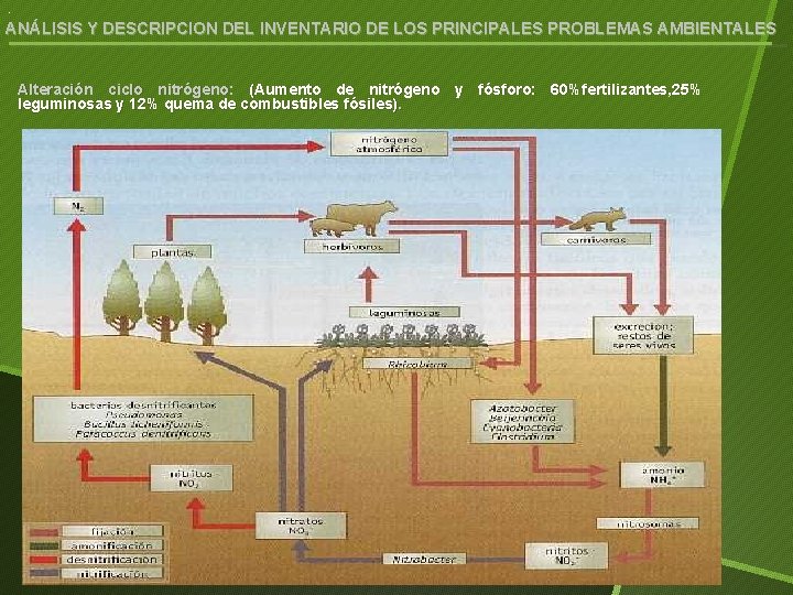 . ANÁLISIS Y DESCRIPCION DEL INVENTARIO DE LOS PRINCIPALES PROBLEMAS AMBIENTALES Alteración ciclo nitrógeno: