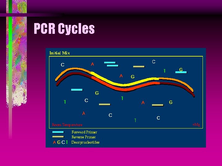 PCR Cycles 