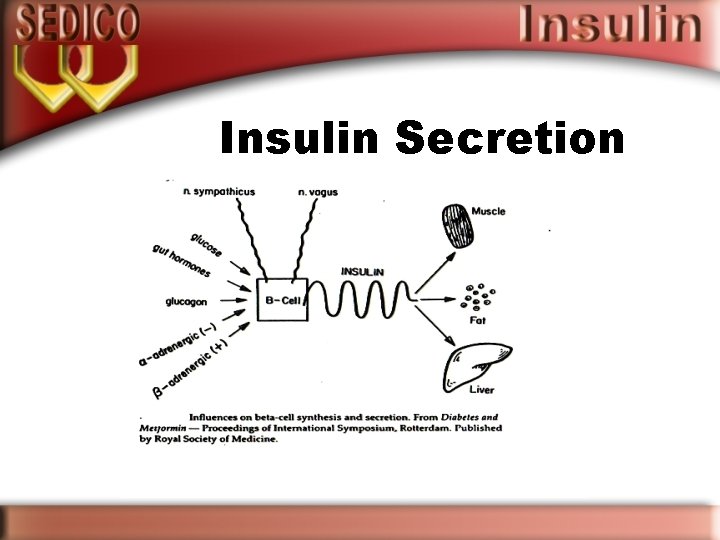 Insulin Secretion 