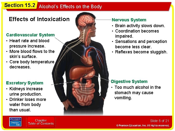 Section 15. 2 Alcohol’s Effects on the Body Effects of Intoxication Cardiovascular System •