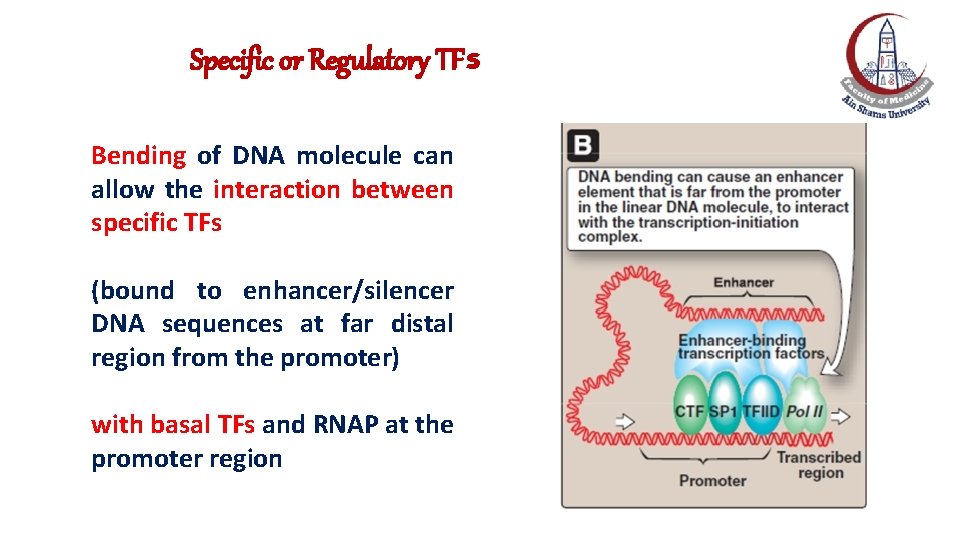 Specific or Regulatory TFs Bending of DNA molecule can allow the interaction between specific