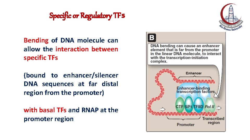 Specific or Regulatory TFs Bending of DNA molecule can allow the interaction between specific Specific or Regulatory TFs Bending of DNA molecule can allow the interaction between specific