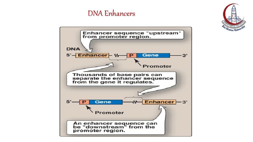 DNA Enhancers 