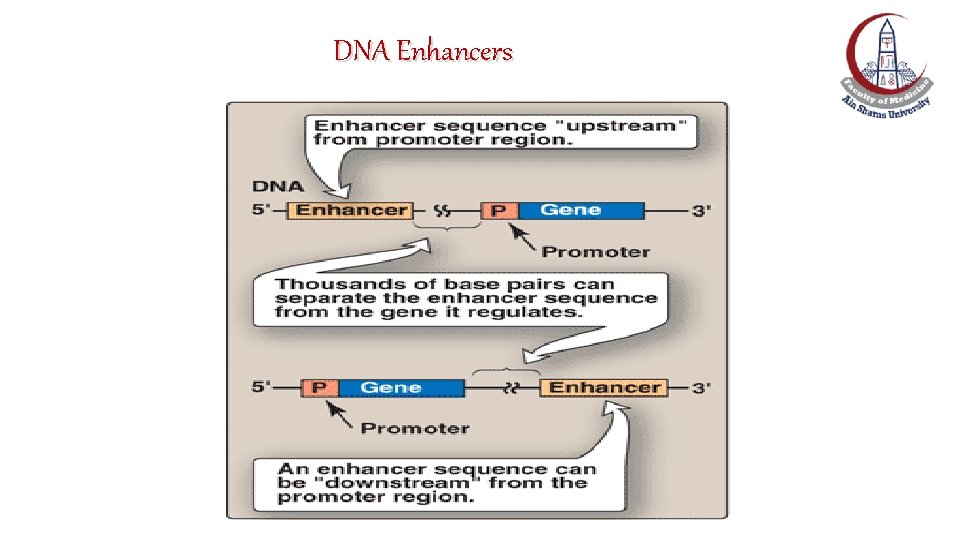 DNA Enhancers DNA Enhancers