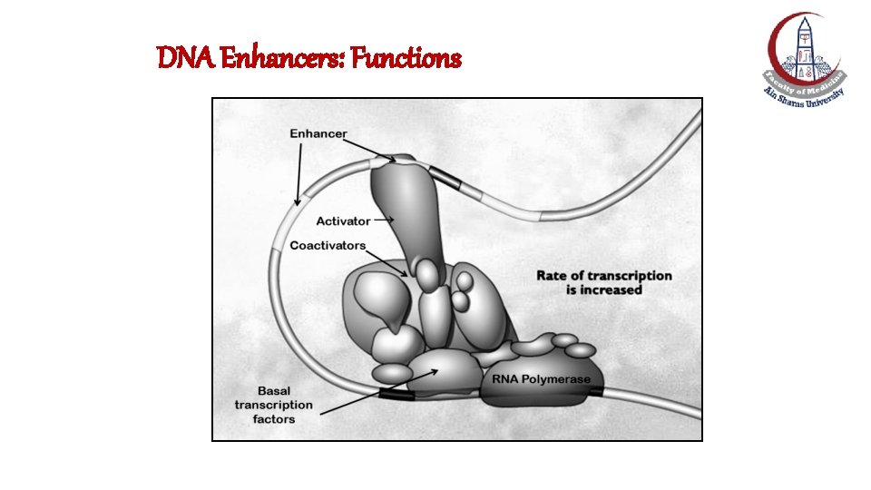 DNA Enhancers: Functions DNA Enhancers: Functions