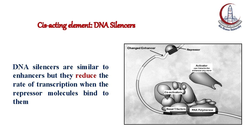 Cis-acting element: DNA Silencers DNA silencers are similar to enhancers but they reduce the