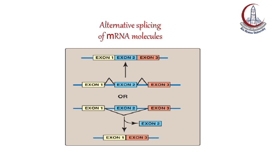 Alternative splicing of m. RNA molecules 
