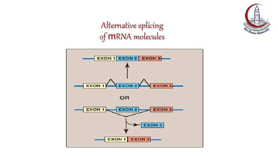 Alternative splicing of m. RNA molecules Alternative splicing of m. RNA molecules
