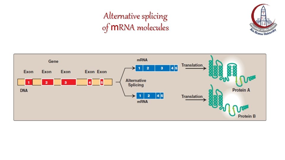 Alternative splicing of m. RNA molecules Alternative splicing of m. RNA molecules