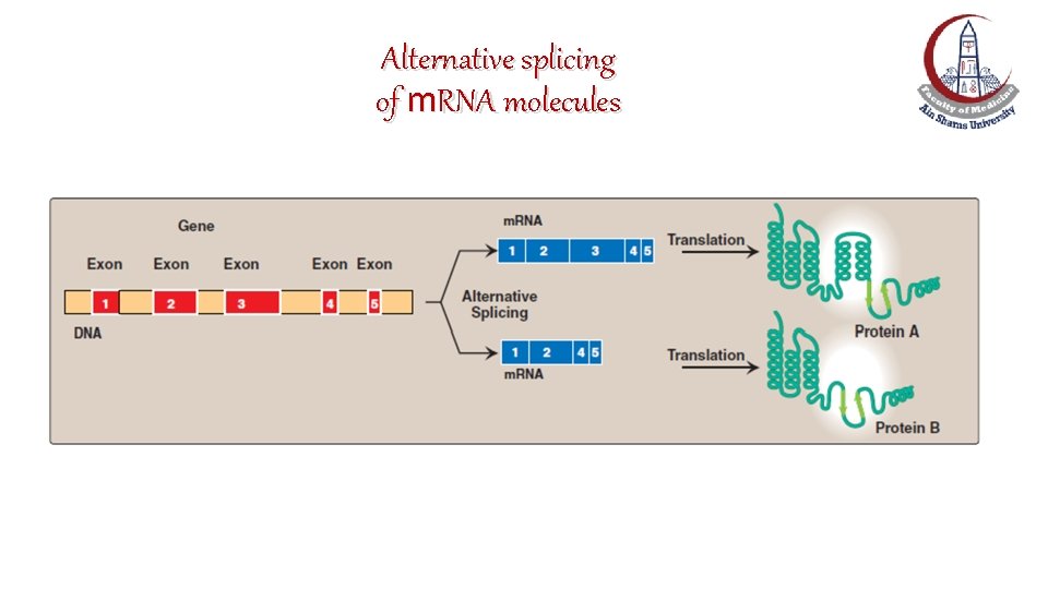 Alternative splicing of m. RNA molecules 