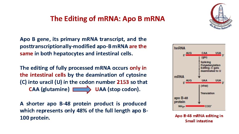 The Editing of m. RNA: Apo B m. RNA Apo B gene, its primary