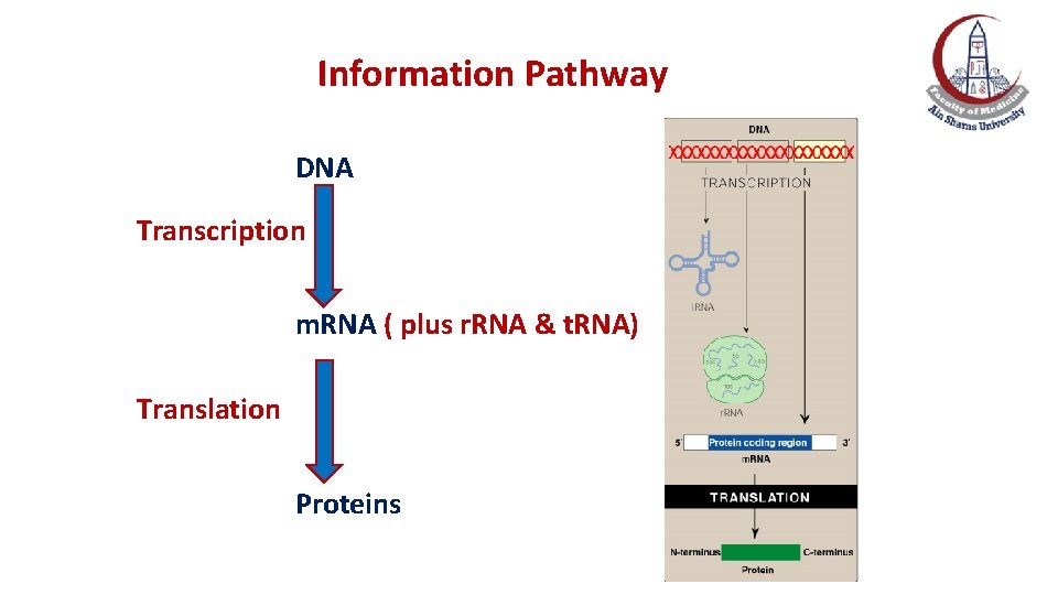 Information Pathway DNA Transcription m. RNA ( plus r. RNA & t. RNA) Translation