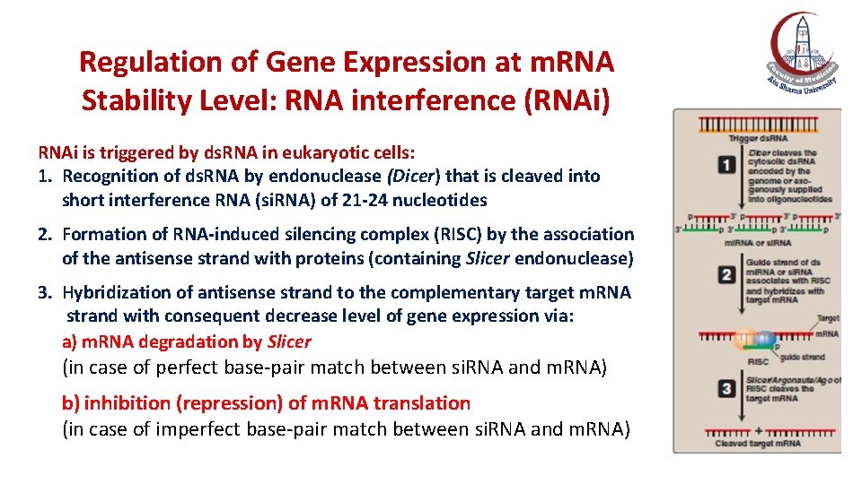 Regulation of Gene Expression at m. RNA Stability Level: RNA interference (RNAi) RNAi is