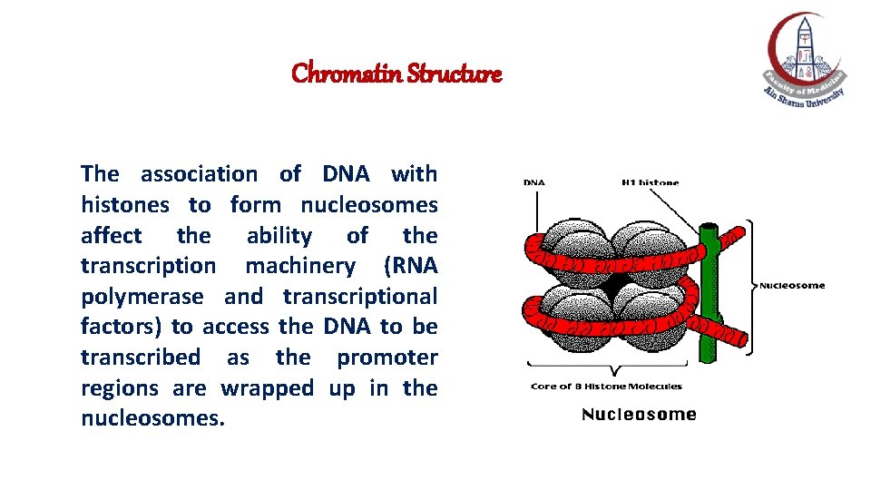 Chromatin Structure The association of DNA with histones to form nucleosomes affect the ability