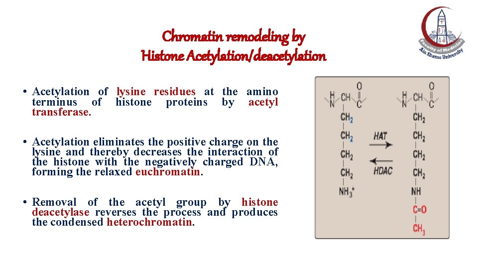 Chromatin remodeling by Histone Acetylation/deacetylation • Acetylation of lysine residues at the amino terminus Chromatin remodeling by Histone Acetylation/deacetylation • Acetylation of lysine residues at the amino terminus