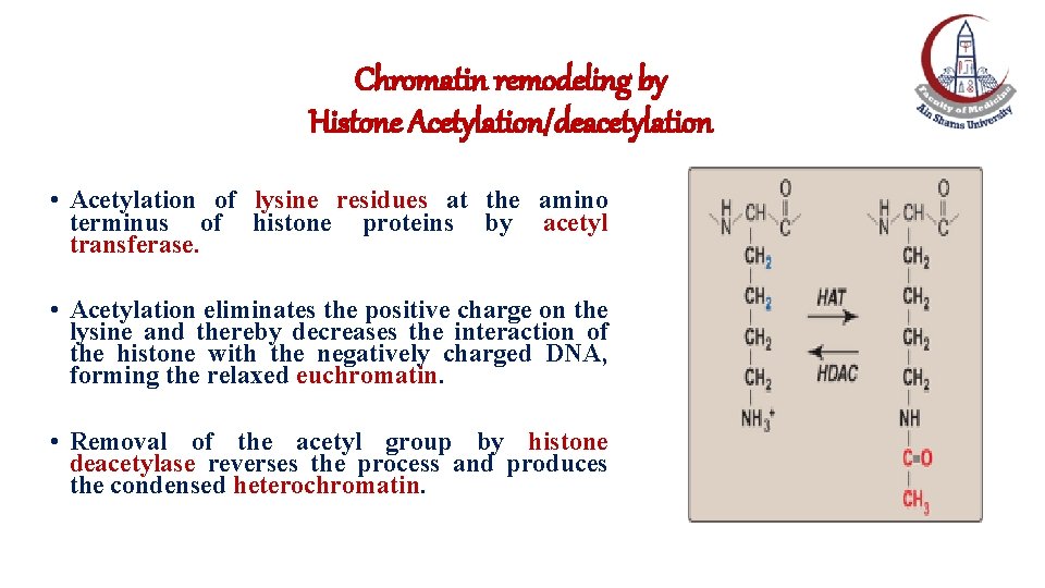 Chromatin remodeling by Histone Acetylation/deacetylation • Acetylation of lysine residues at the amino terminus