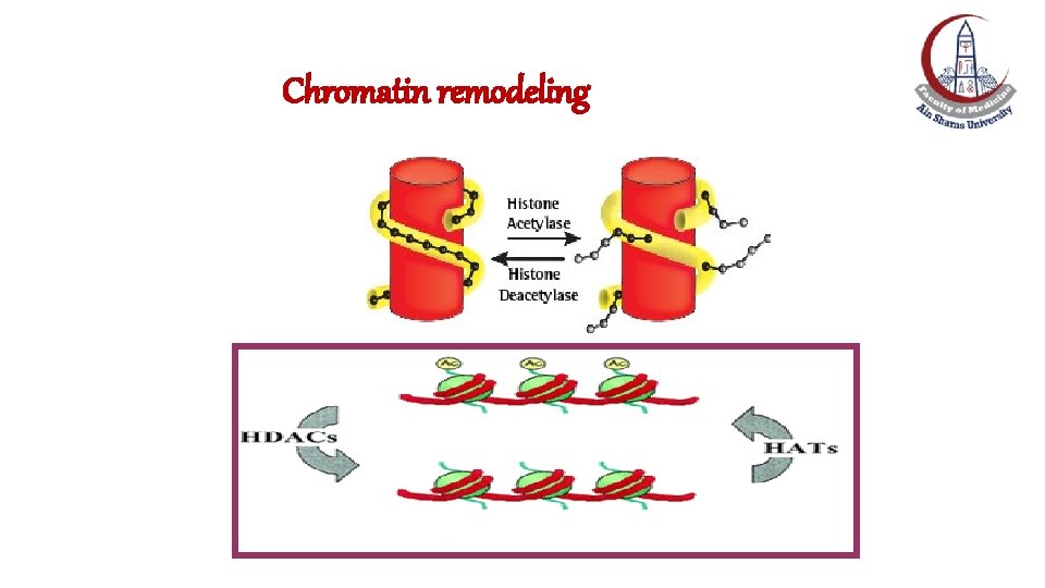 Chromatin remodeling 