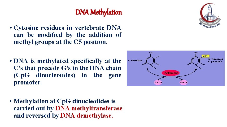 DNA Methylation • Cytosine residues in vertebrate DNA can be modified by the addition DNA Methylation • Cytosine residues in vertebrate DNA can be modified by the addition