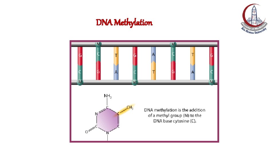 DNA Methylation DNA Methylation