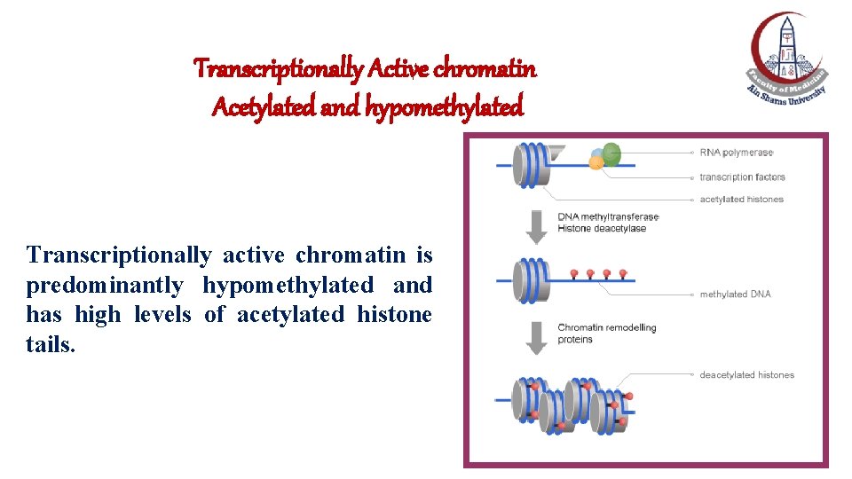 Transcriptionally Active chromatin Acetylated and hypomethylated Transcriptionally active chromatin is predominantly hypomethylated and has