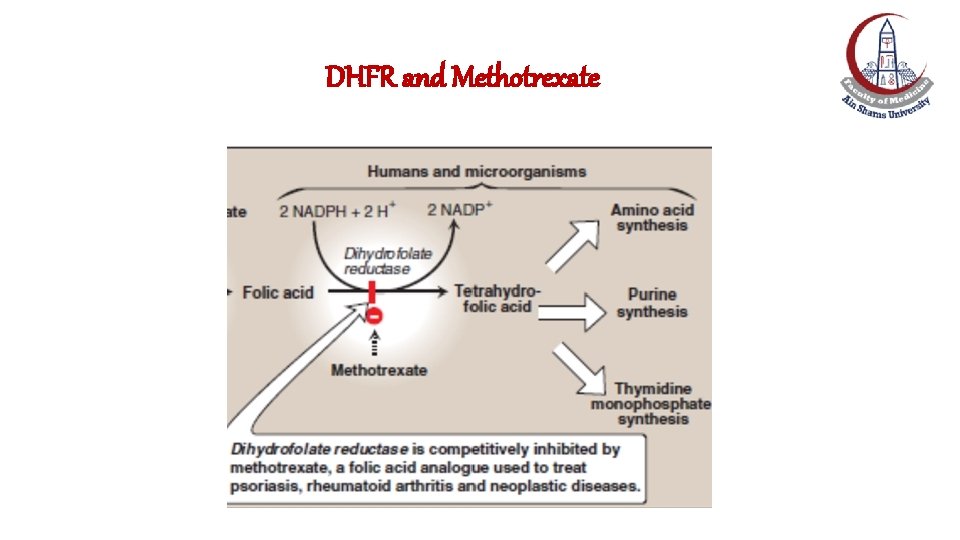 DHFR and Methotrexate DHFR and Methotrexate