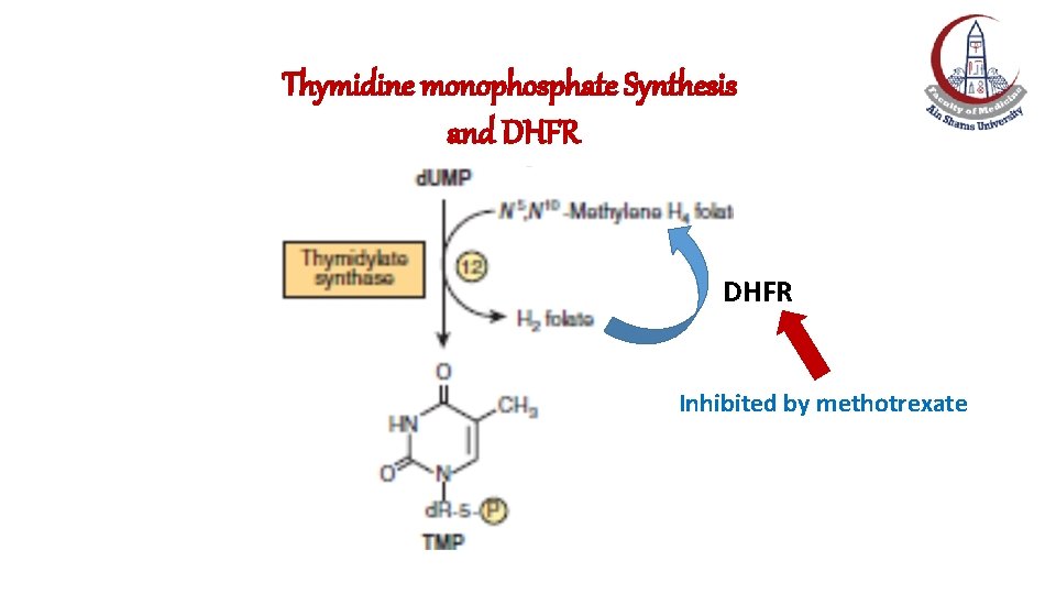 Thymidine monophosphate Synthesis and DHFR Inhibited by methotrexate 