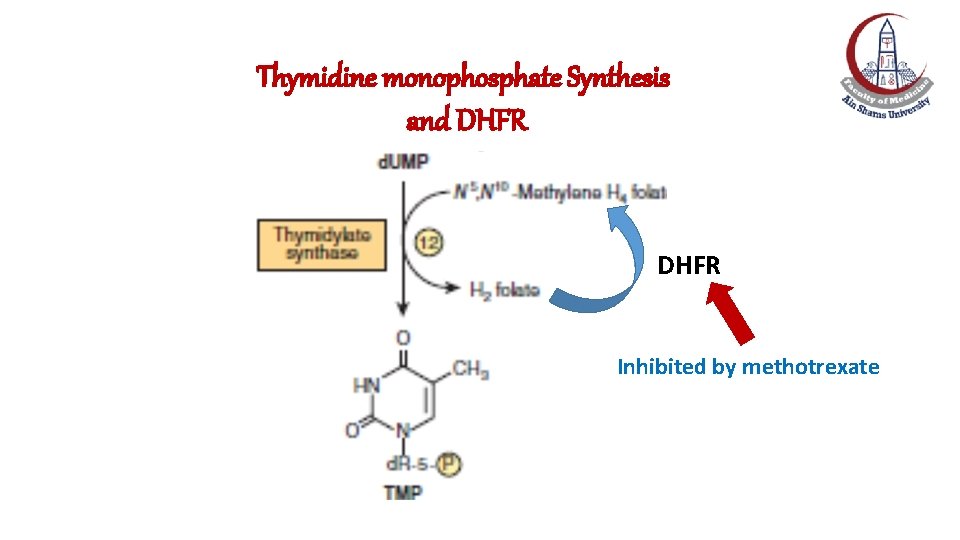 Thymidine monophosphate Synthesis and DHFR Inhibited by methotrexate Thymidine monophosphate Synthesis and DHFR Inhibited by methotrexate