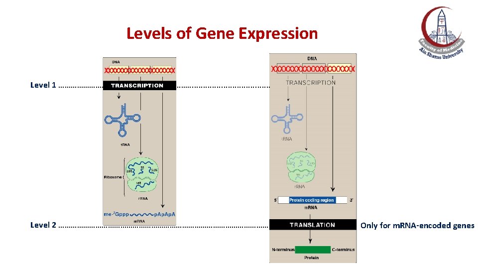 Levels of Gene Expression Level 1 ………… ………. . . . . Level 2 Levels of Gene Expression Level 1 ………… ………. . . . . Level 2